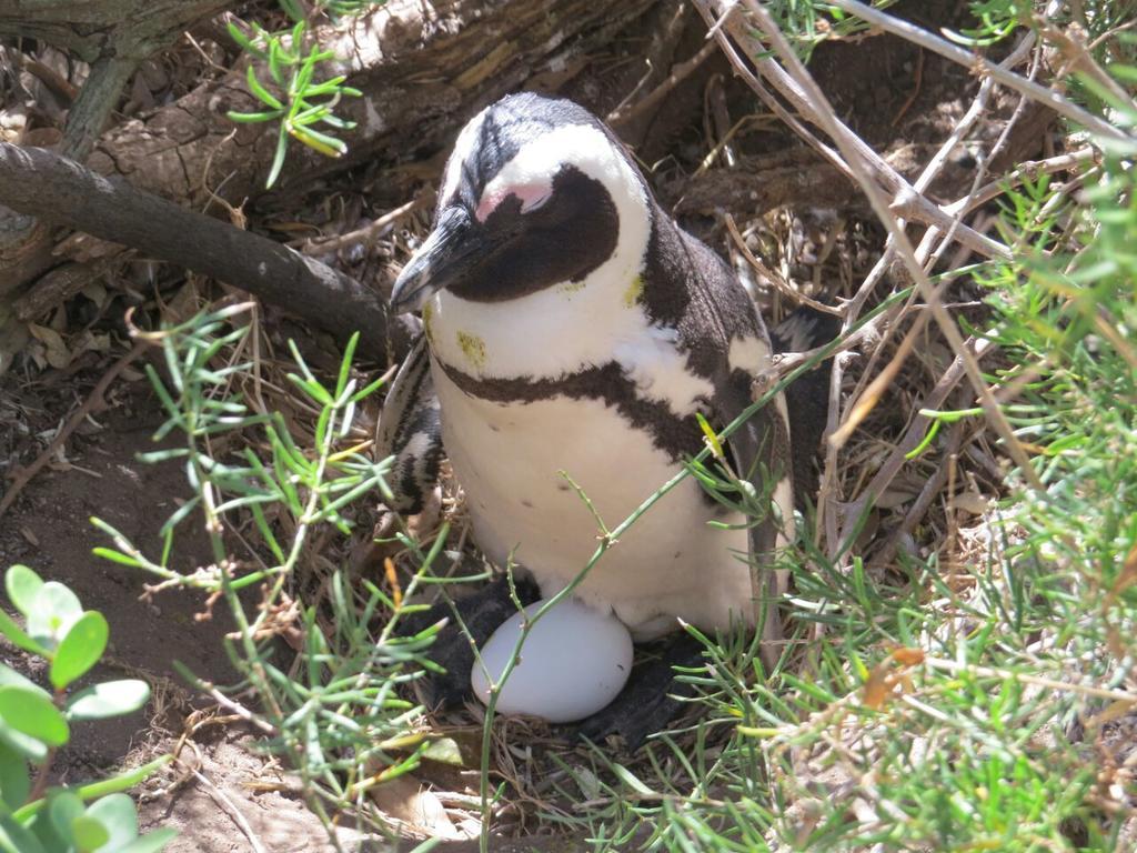 Penguins View Guesthouse Саймонстаун Экстерьер фото