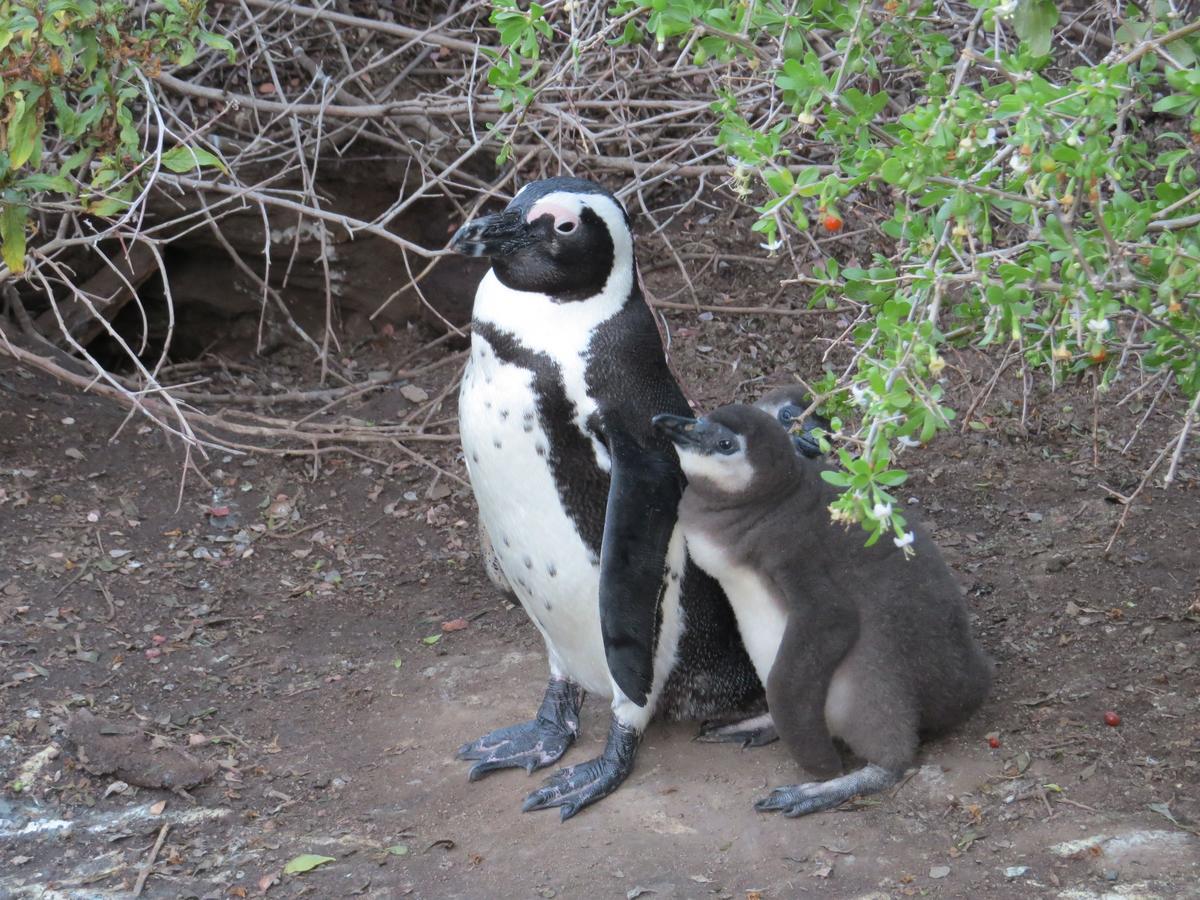 Penguins View Guesthouse Саймонстаун Экстерьер фото